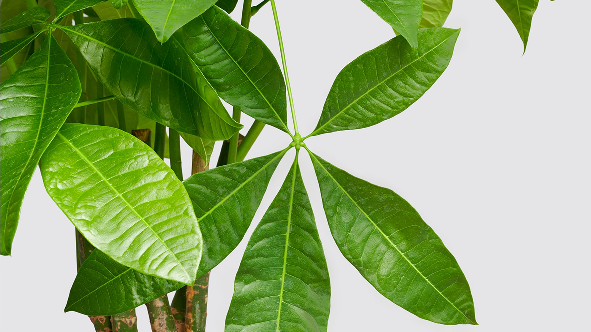 Helping money tree deals
